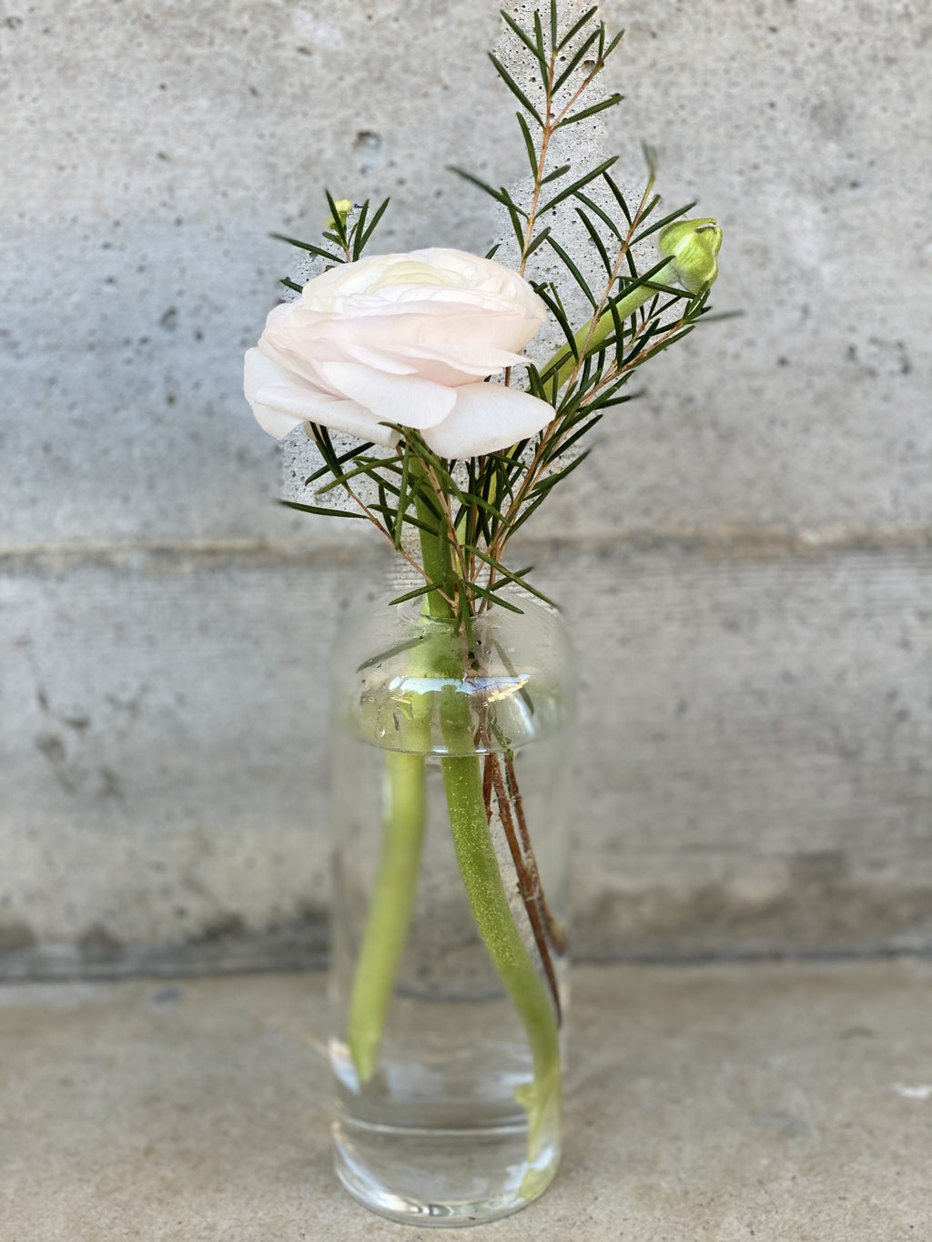 A close up of a clear glass bud vase with a blush ranunculus bloom and wax flower green foliage.