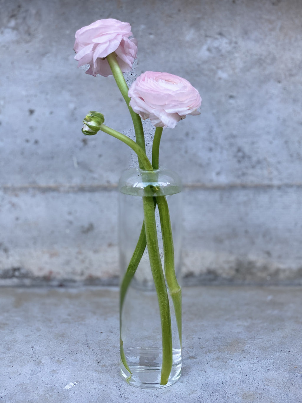 A close up of a clear glass bud vase with two blush ranunculus blooms and a bud stem.