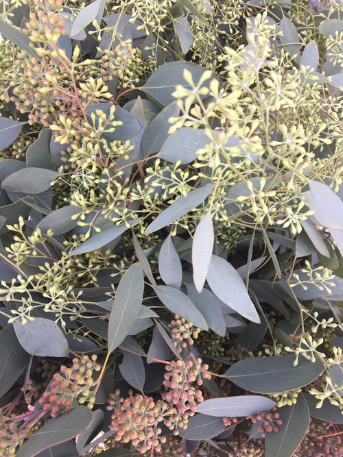 Close-up of lime green seeded eucalyptus leaves.