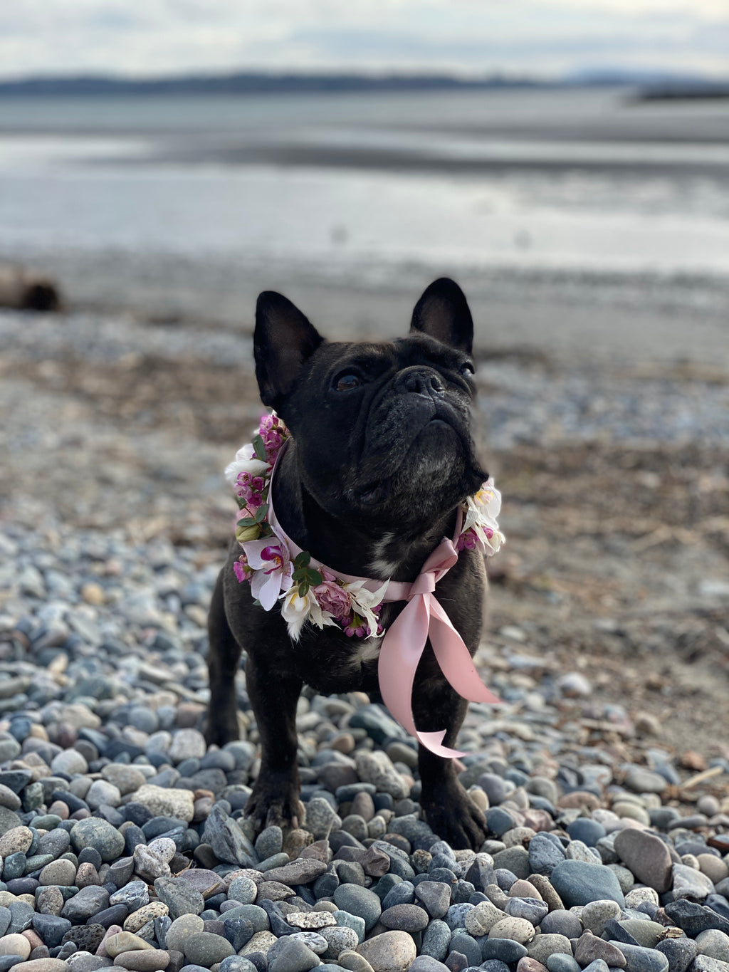 A black French Bulldog standing on the rocks at the beach wearing a blush pink ribbon floral collar accented with white and pink phalaenopsis orchids, pink wax flower, pink hellebore, bunny tails, dried italian ruscus, and baby blue eucalyptus tips.