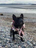 A black French Bulldog standing on the rocks at the beach wearing a blush pink ribbon floral collar accented with white and pink phalaenopsis orchids, pink wax flower, pink hellebore, bunny tails, dried italian ruscus, and baby blue eucalyptus tips.