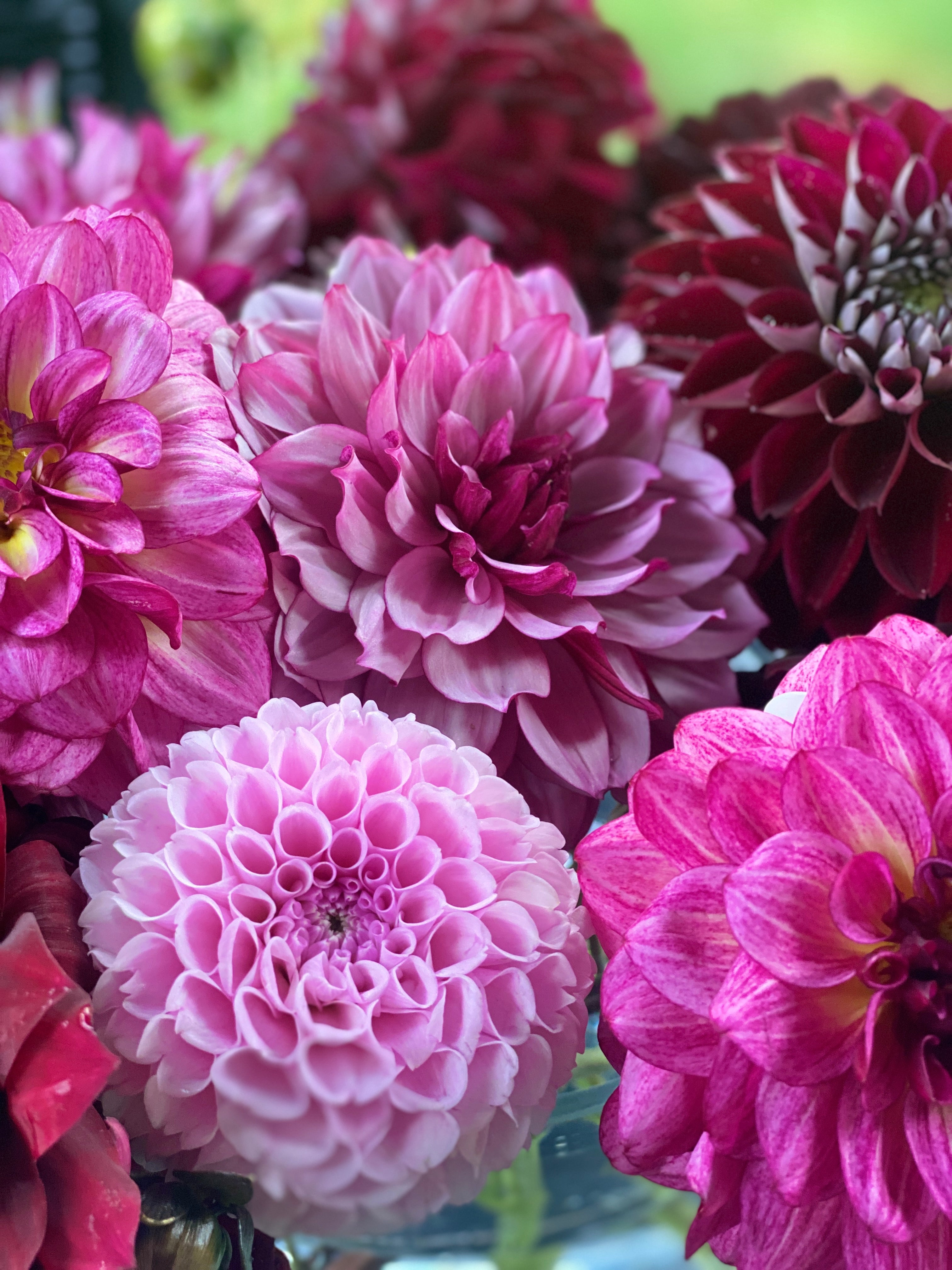 Close-up of blooming dahlia flowers in shades of pink, magenta, and deep burgundy, with soft blurred green background.