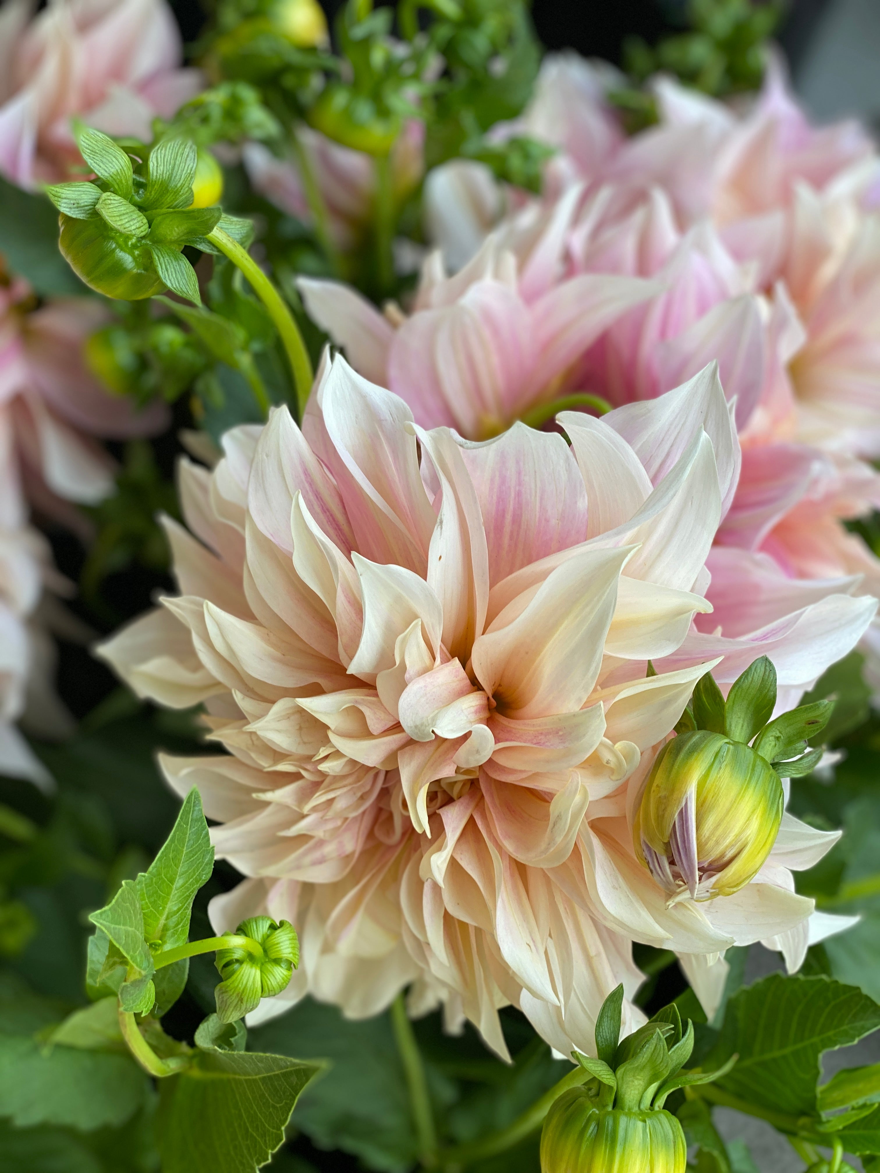 A close-up of a large Cafe au Lait dahlia flower in soft blush pink and cream tones, surrounded by green leaves and buds.