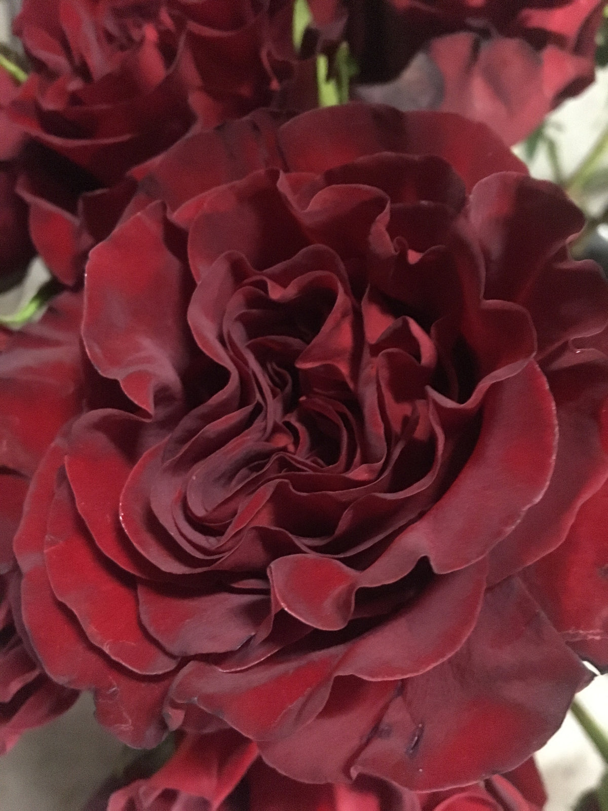 Ruffled red Hearts garden Rose
