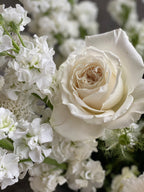White garden Rose Playa Blanca
