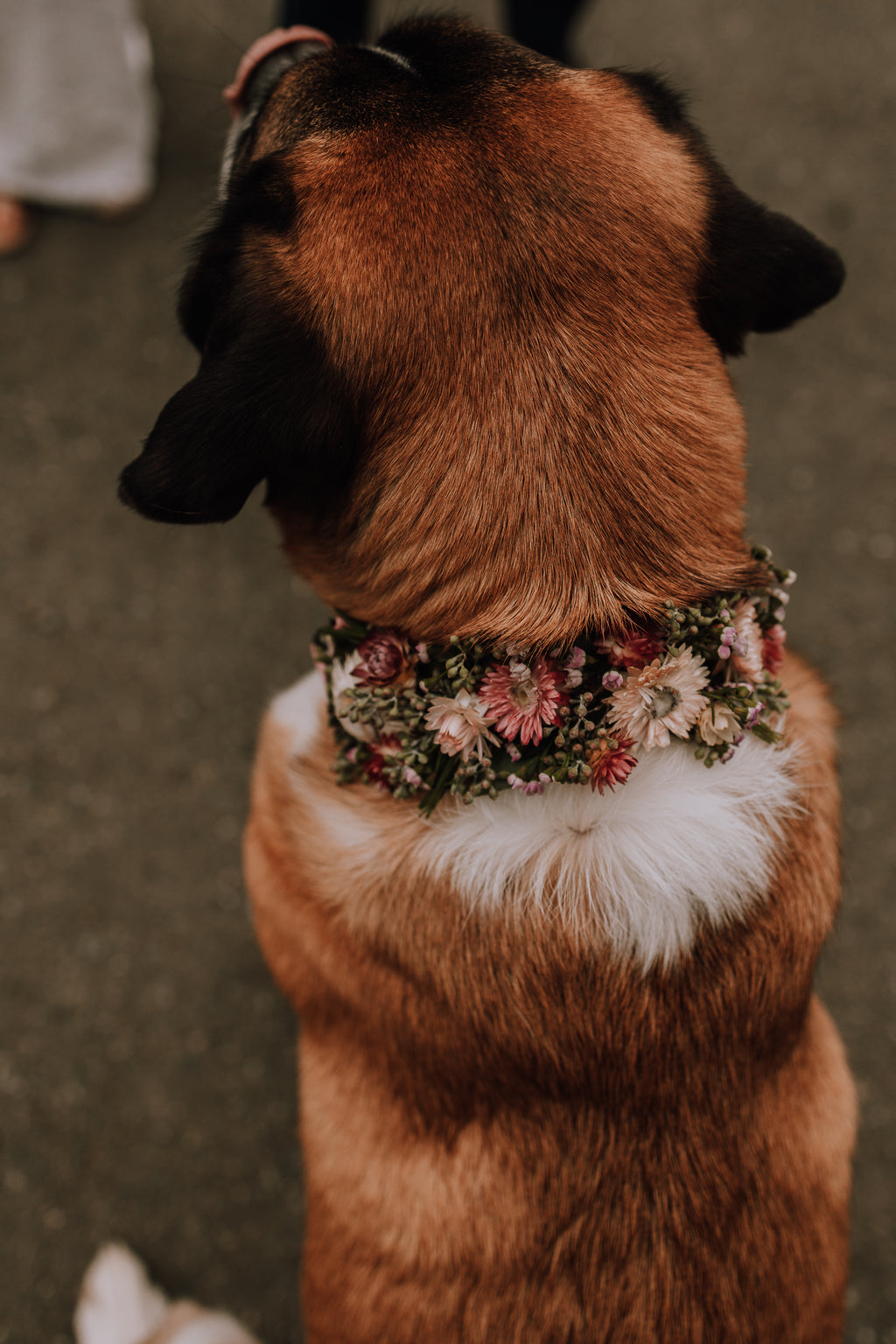 Close up of a floral dog collar designed on a pink adjustable nylon collar with dried straw flowers, wax flower, and seeded eucalyptus tips worn by a Saint Bernard dog at a wedding ceremony.