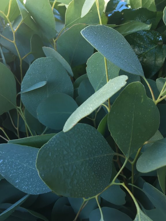 Close-up of silver dollar eucalyptus green leaves.