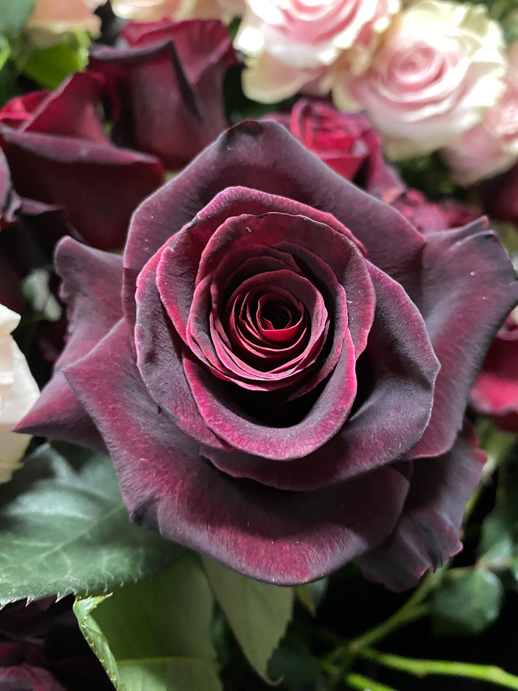 Black Baccara Red dusty Rose