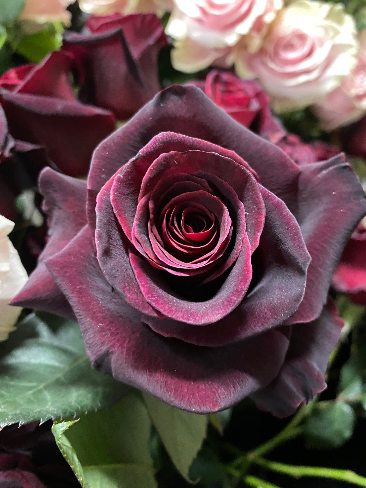 Black Baccara Red dusty Rose