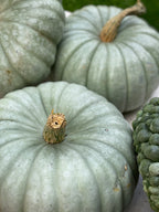 Close-up of two light Jarrahdale 
green pumpkins with a third partially visible on a neutral background.