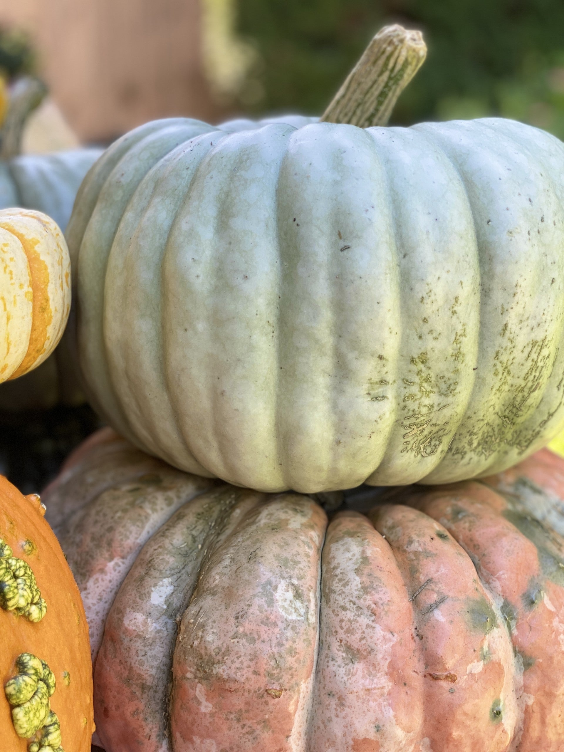 Stack of multicolored pumpkins with a focus on a green pumpkin.
