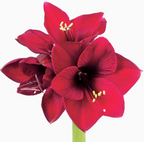 Red four bloom Amaryllis flower