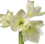 White four bloom Amaryllis flower